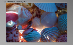 Macro Shells Feb 2024-18.jpg